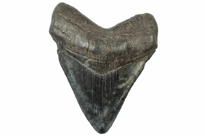 Serrated, Juvenile Megalodon Tooth - South Carolina #310481